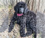 Small Photo #5 Poodle (Standard) Puppy For Sale in WEBSTER, MN, USA
