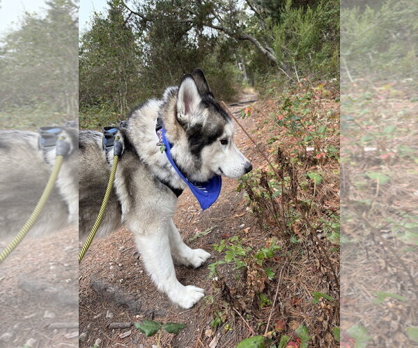 Medium Photo #10 Siberian Husky Puppy For Sale in Salinas, CA, USA