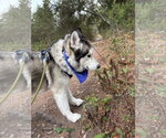 Small #9 Siberian Husky