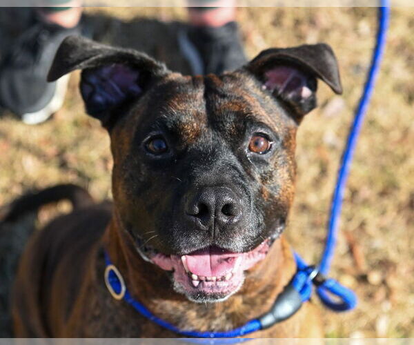 Medium Photo #5 Mutt Puppy For Sale in Glen Allen, VA, USA