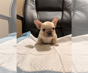 French Bulldog Litter for sale in HOUSTON, TX, USA