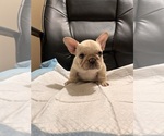 Small French Bulldog