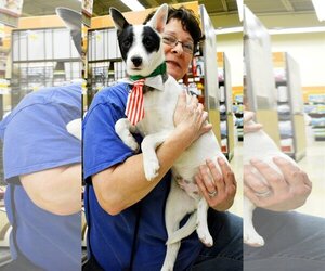 Jeri - Male Rat Terrier Dog for Adoption - Photo #4