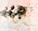 Small Photo #11 Biewer Yorkie Puppy For Sale in MIAMI BEACH, FL, USA