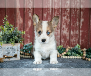 Pembroke Welsh Corgi Litter for sale in BREMEN, IN, USA