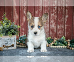 Image preview for Ad Listing. Nickname: Litter of 4