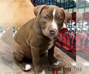 Louie (Seven Wonders 2026) - Male Mutt Dog for Adoption - Photo #2