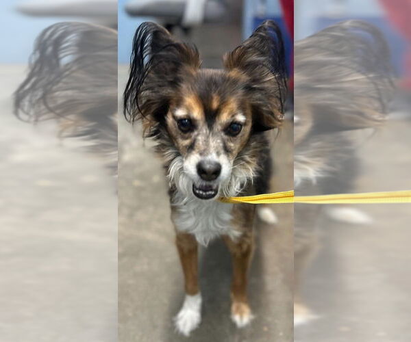 Medium Photo #2 Papillon Puppy For Sale in Evansville, IN, USA