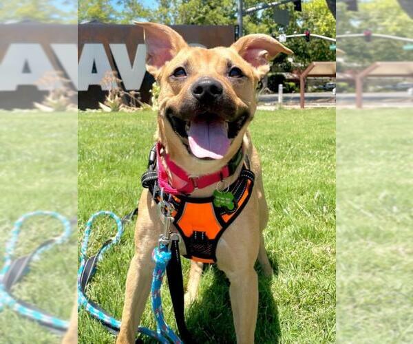 Medium Photo #3 American Pit Bull Terrier-Unknown Mix Puppy For Sale in Woodland, CA, USA