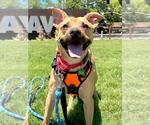 Small #2 American Pit Bull Terrier Mix
