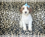 Small #3 Cavapoo