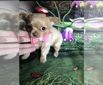 Small Photo #3 Chihuahua Puppy For Sale in TRACY, CA, USA