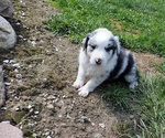 Small Photo #1 Australian Shepherd Puppy For Sale in MERCER, PA, USA