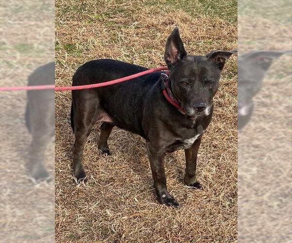 Medium Photo #1 Labrador Retriever-Unknown Mix Puppy For Sale in Forestville, MD, USA