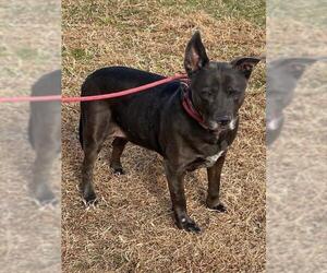 Labrador Retriever-Unknown Mix Dogs for adoption in Forestville, MD, USA