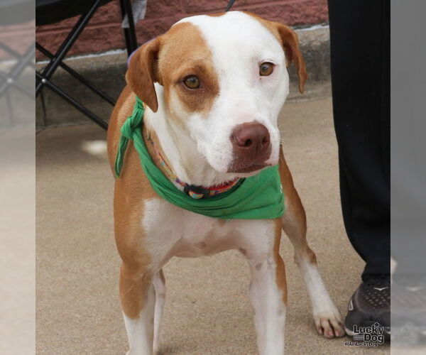 Medium Photo #7 Labrador Retriever-Unknown Mix Puppy For Sale in Washington, DC, USA
