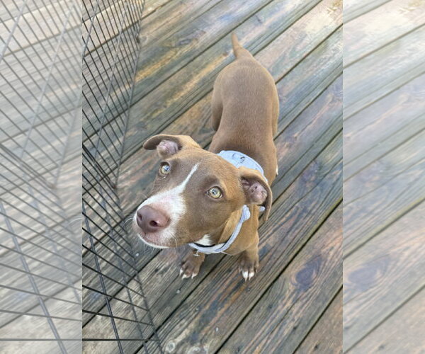 Medium Photo #3 Mutt Puppy For Sale in Columbus, IN, USA