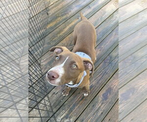 Kiwi - Female Mutt Dog for Adoption - Photo #3