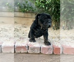Small Photo #7 Olde English Bulldogge Puppy For Sale in POWAY, CA, USA