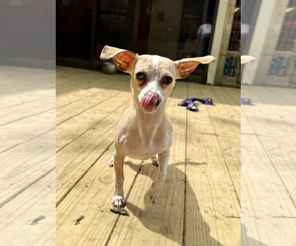 Medium Photo #3 Chiweenie Puppy For Sale in Texarkana, TX, USA