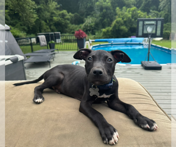 Medium Photo #7 American Pit Bull Terrier-Labrador Retriever Mix Puppy For Sale in Holly Springs, NC, USA
