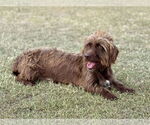 Small #5 Dachshund Mix