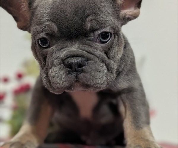 Medium Photo #33 French Bulldog Puppy For Sale in GOSHEN, IN, USA