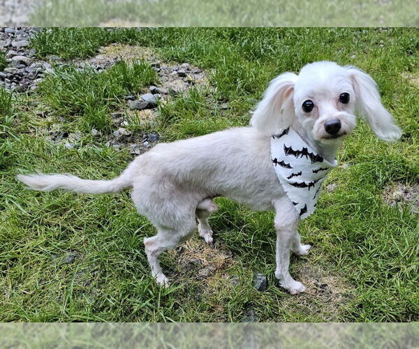 Medium Photo #3 Maltese Puppy For Sale in Olalla, WA, USA