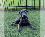 Small #4 Labrador Retriever Mix