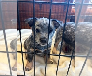 Australian Cattle Dog Puppy for sale in LA FONTAINE, IN, USA