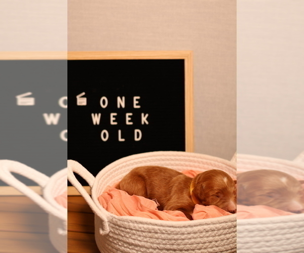 Medium Photo #33 Goldendoodle Puppy For Sale in MIAMI, FL, USA