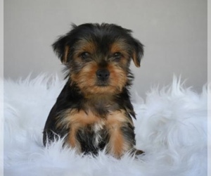 Yorkshire Terrier Puppy for sale in LOWELL, MA, USA