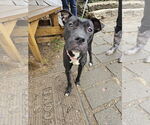 Small American Pit Bull Terrier-Labrador Retriever Mix