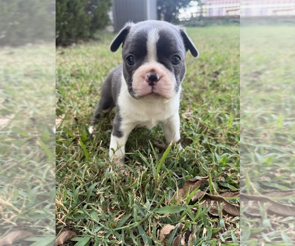 Medium Photo #1 Boston Terrier Puppy For Sale in FREDONIA, KS, USA