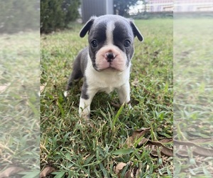 Boston Terrier Puppy for sale in FREDONIA, KS, USA