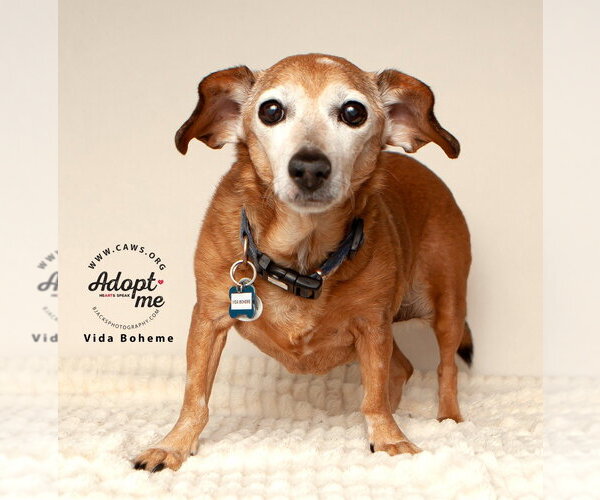 Medium Photo #5 Chiweenie Puppy For Sale in Salt Lake City, UT, USA