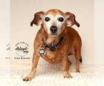Small #4 Chiweenie