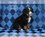 Small Photo #54 Bernese Mountain Dog Puppy For Sale in HARRISONBURG, VA, USA