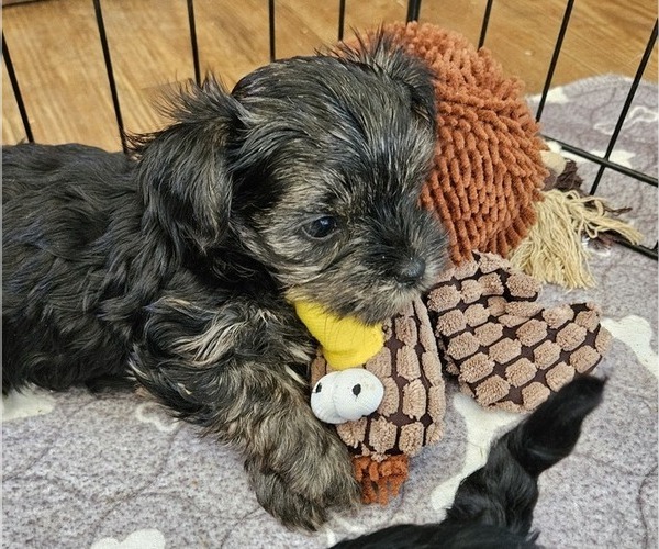 Medium Photo #8 Yorkshire Terrier Puppy For Sale in SARASOTA, FL, USA