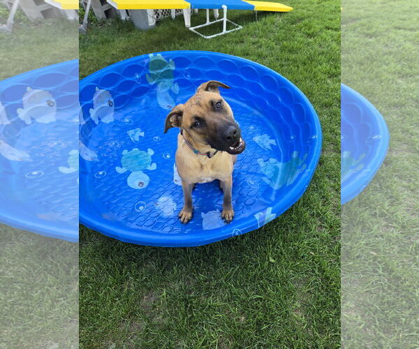 Medium Photo #5 Mutt Puppy For Sale in Minneapolis, MN, USA