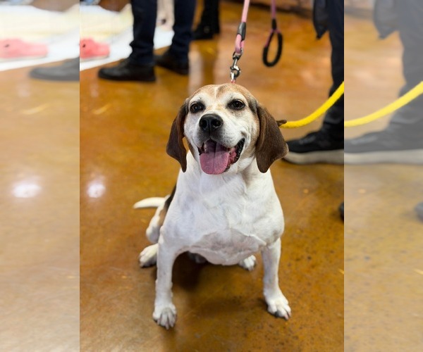 Medium Photo #8 Mutt Puppy For Sale in Westwood, NJ, USA