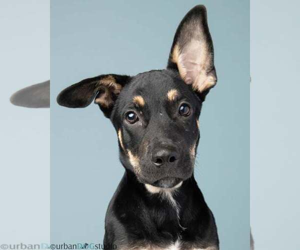 Medium Photo #3 Mutt Puppy For Sale in Tampa, FL, USA