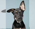 Small #2 Mutt