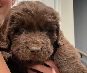 Newfoundland Puppy for sale in CRYSTAL LAKE, IL, USA