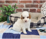 Small #3 Cavapoo (Miniature)