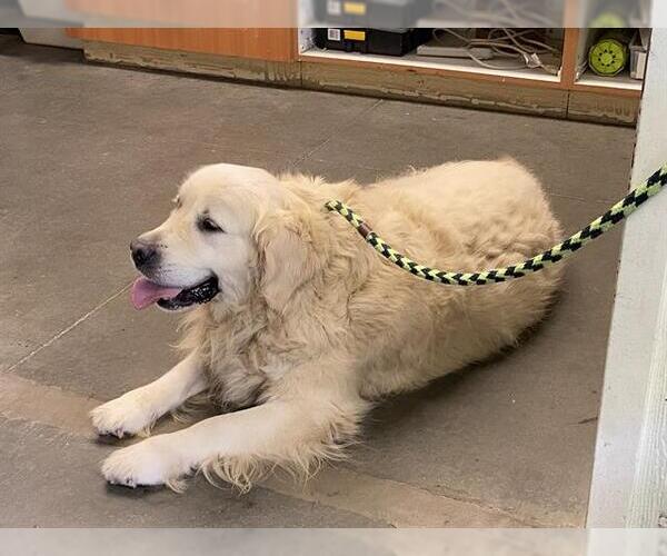 Medium Photo #1 Golden Retriever Puppy For Sale in Santa Cruz, CA, USA