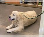 Small Golden Retriever