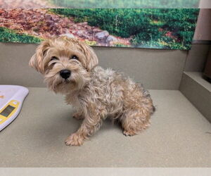 Miniature Schnauzer-Unknown Mix Dogs for adoption in Moreno Valley, CA, USA