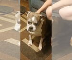Small #1 Boxer