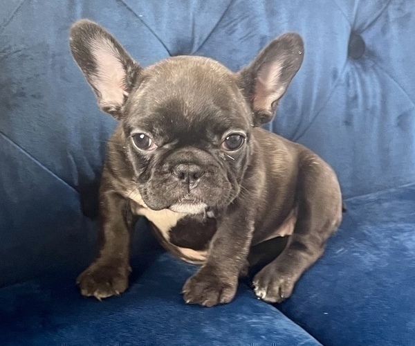 Medium Photo #2 French Bulldog Puppy For Sale in TAMPA, FL, USA